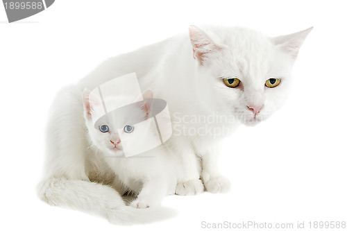 Image of white kitten and mother