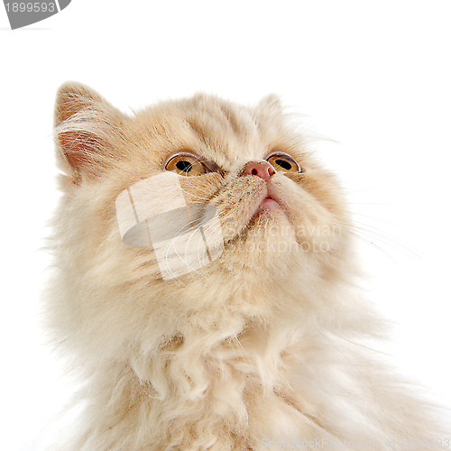 Image of persian kitten