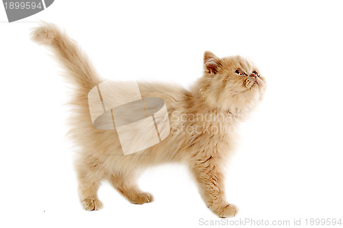 Image of persian kitten