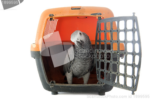 Image of African Grey Parrot in kennel