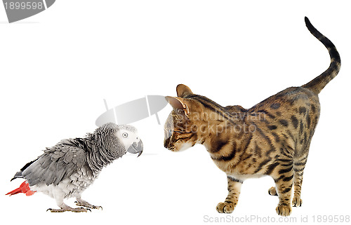 Image of scaring Parrot and cat