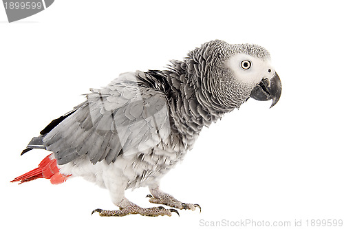 Image of scaring African Grey Parrot 
