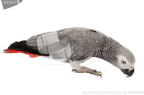 Image of African Grey Parrot 