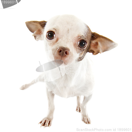 Image of puppy chihuahua