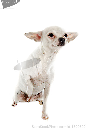 Image of white chihuahua