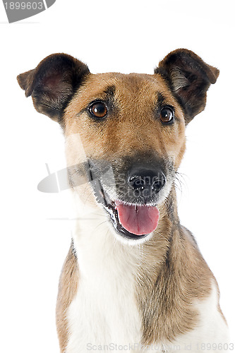 Image of smooth fox terrier 