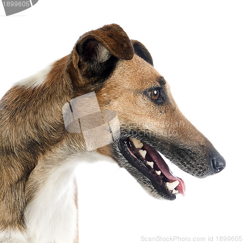 Image of smooth fox terrier 