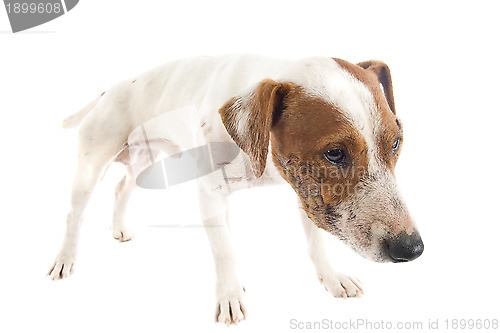 Image of wounded jack russel terrier