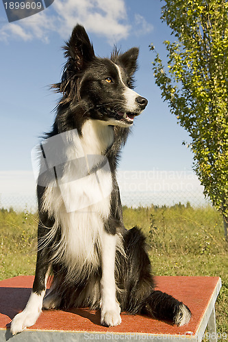 Image of border collie