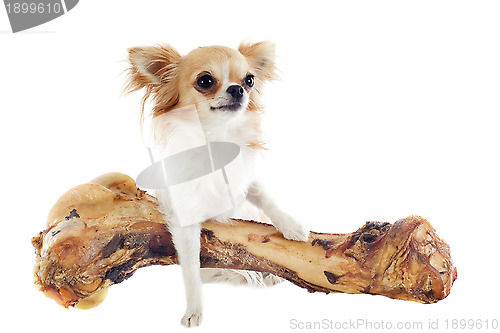 Image of chihuahua and bone