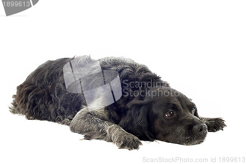 Image of old brittany spaniel