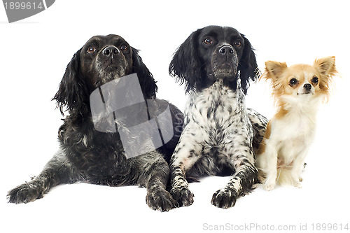 Image of brittany spaniels and chihuahua