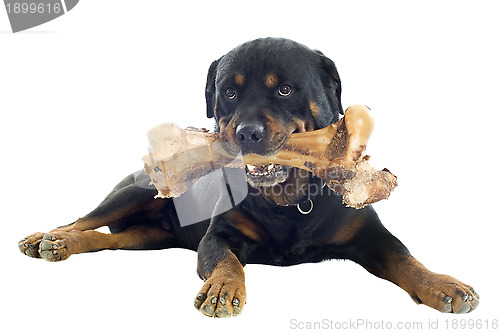 Image of rottweiler