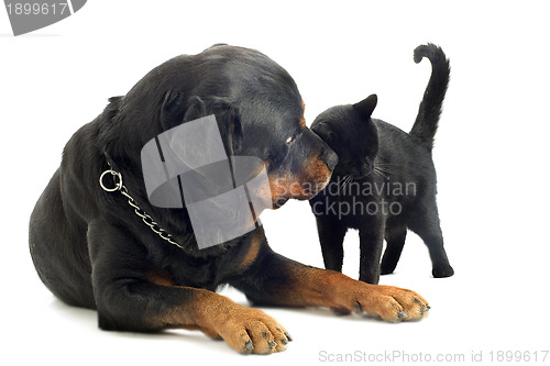 Image of rottweiler and cat