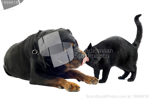 Image of rottweiler and cat