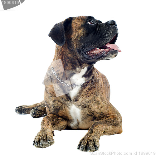 Image of brown boxer