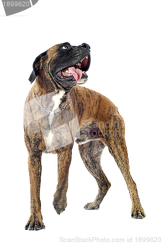 Image of boxer