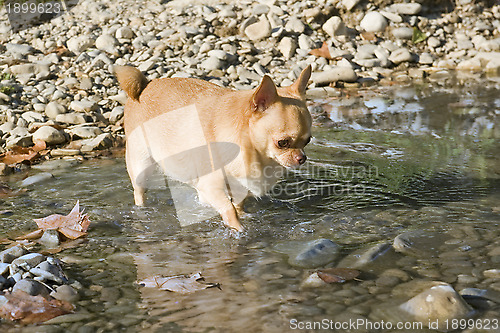 Image of fat chihuahua in the river