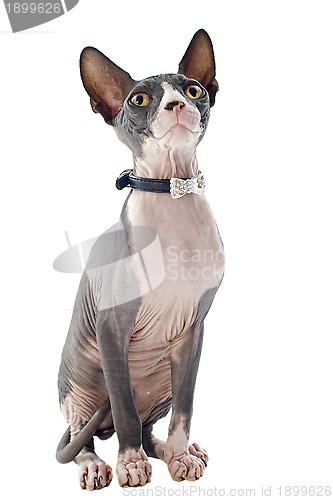 Image of Sphynx Cat