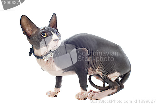 Image of Sphynx Cat