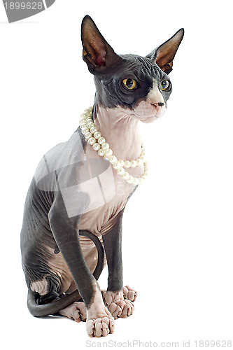 Image of Sphynx Cat