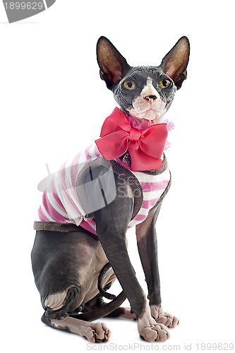 Image of dressed Sphynx Cat