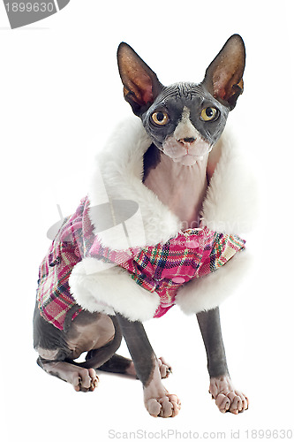 Image of Sphynx Cat dressed