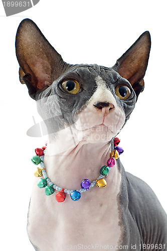 Image of Sphynx Cat