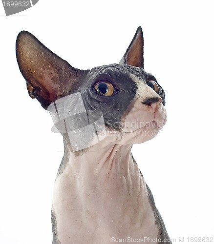 Image of Sphynx Cat