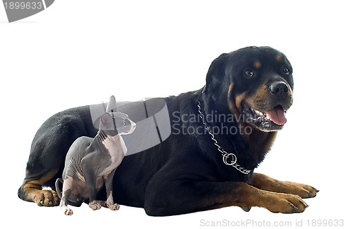 Image of Sphynx Cat and rottweiler