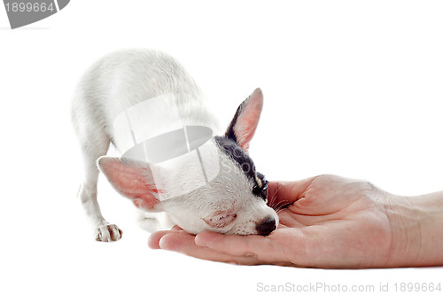 Image of puppy chihuahua