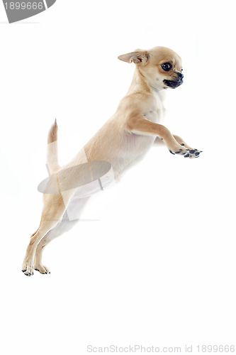 Image of jumping puppy chihuahua