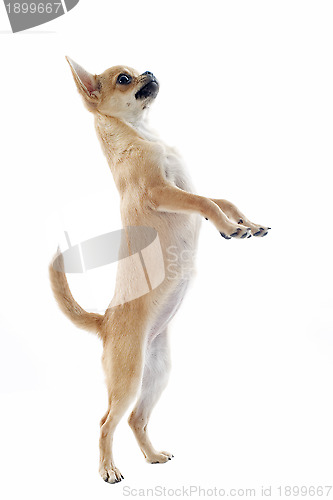 Image of chihuahua upright