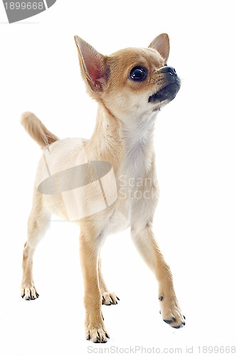 Image of puppy chihuahua