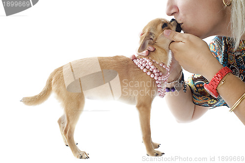 Image of chihuahua and kiss