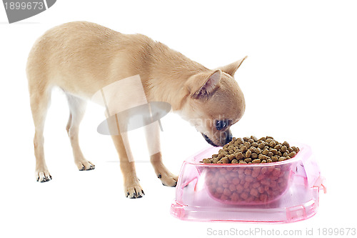 Image of puppy chihuahua and food bowl