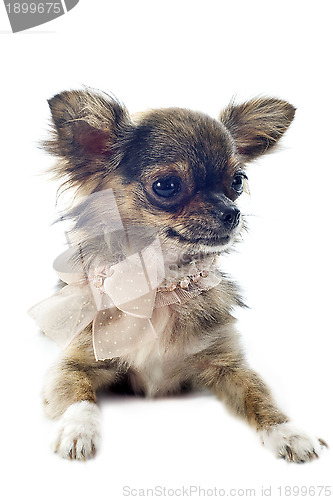 Image of brindle chihuahua