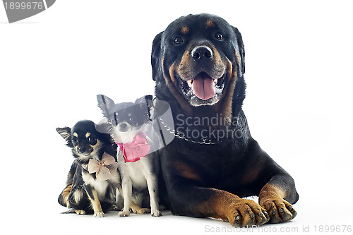 Image of rottweiler and chihuahuas