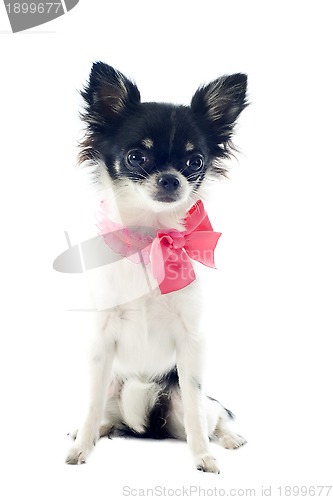 Image of puppy chihuahua