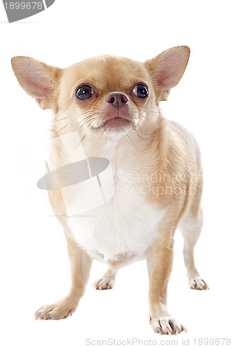 Image of fat chihuahua