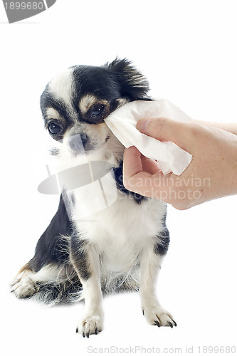 Image of grooming of chihuahua