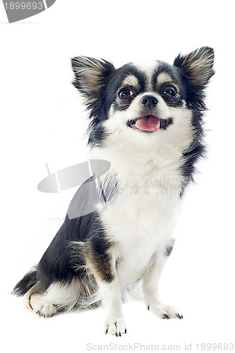 Image of chihuahua white and black