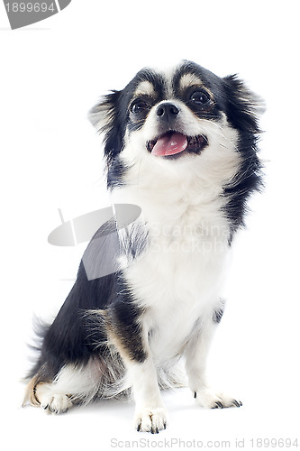 Image of puppy chihuahua