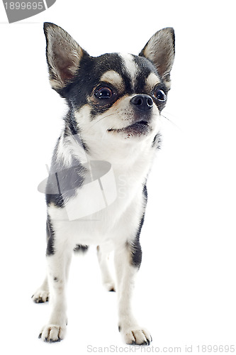 Image of puppy chihuahua