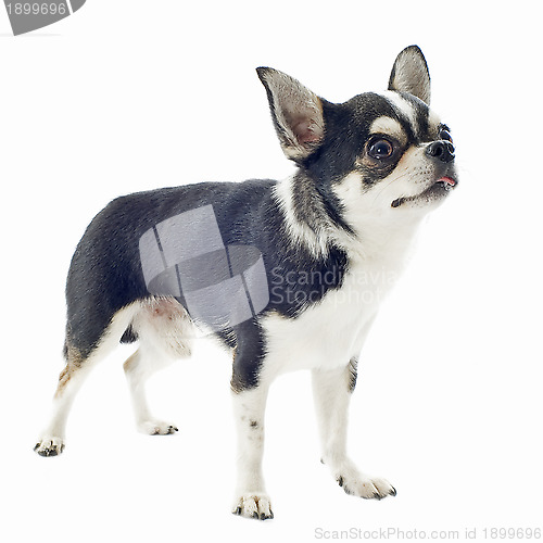 Image of chihuahua