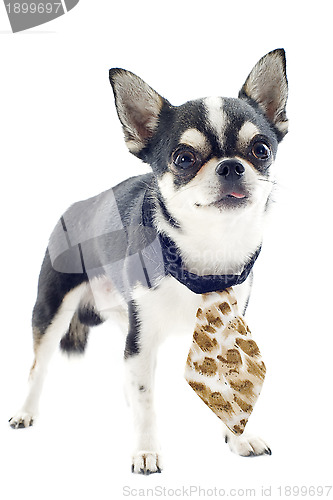 Image of chihuahua with tie