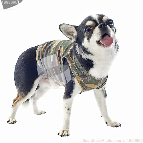 Image of dressed chihuahua 