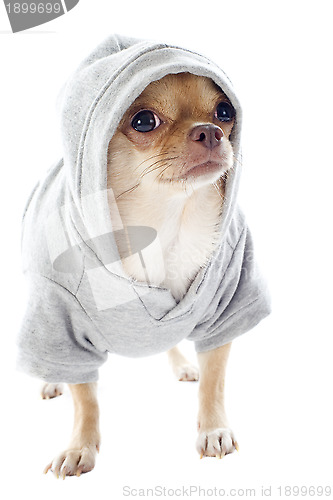 Image of dressed chihuahua