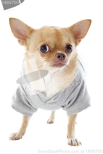 Image of dressed chihuahua