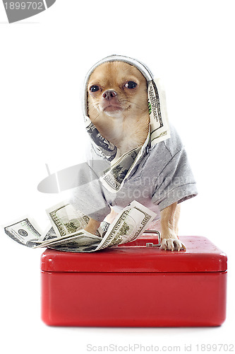 Image of chihuahua and dollars